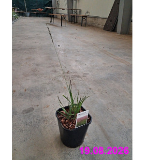 Molinia caerulea 'Edith Dudzusz' C 2 L